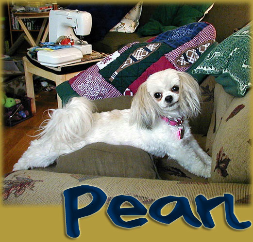 Pearl! September Small Dog of the Month